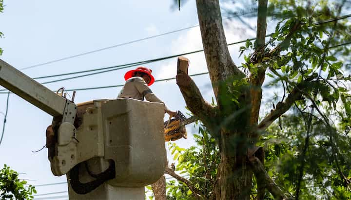 A professional in a bucket truck uses a chainsaw to cut limbs from a Bloominton, MN tree.