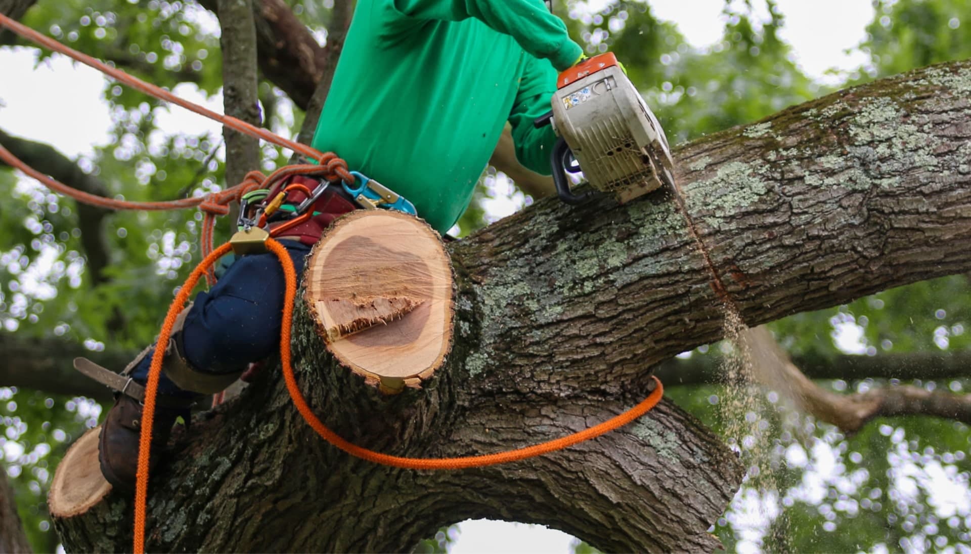 A tree removal expert uses a harness for safety while cutting a tree in a Brloomington, MN yard.