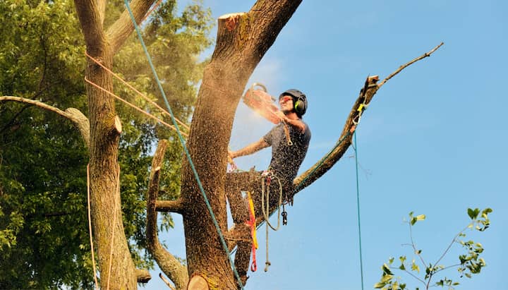 An expert tree removal technician cuts the limb off a tree on a Bloomington, MN property.
