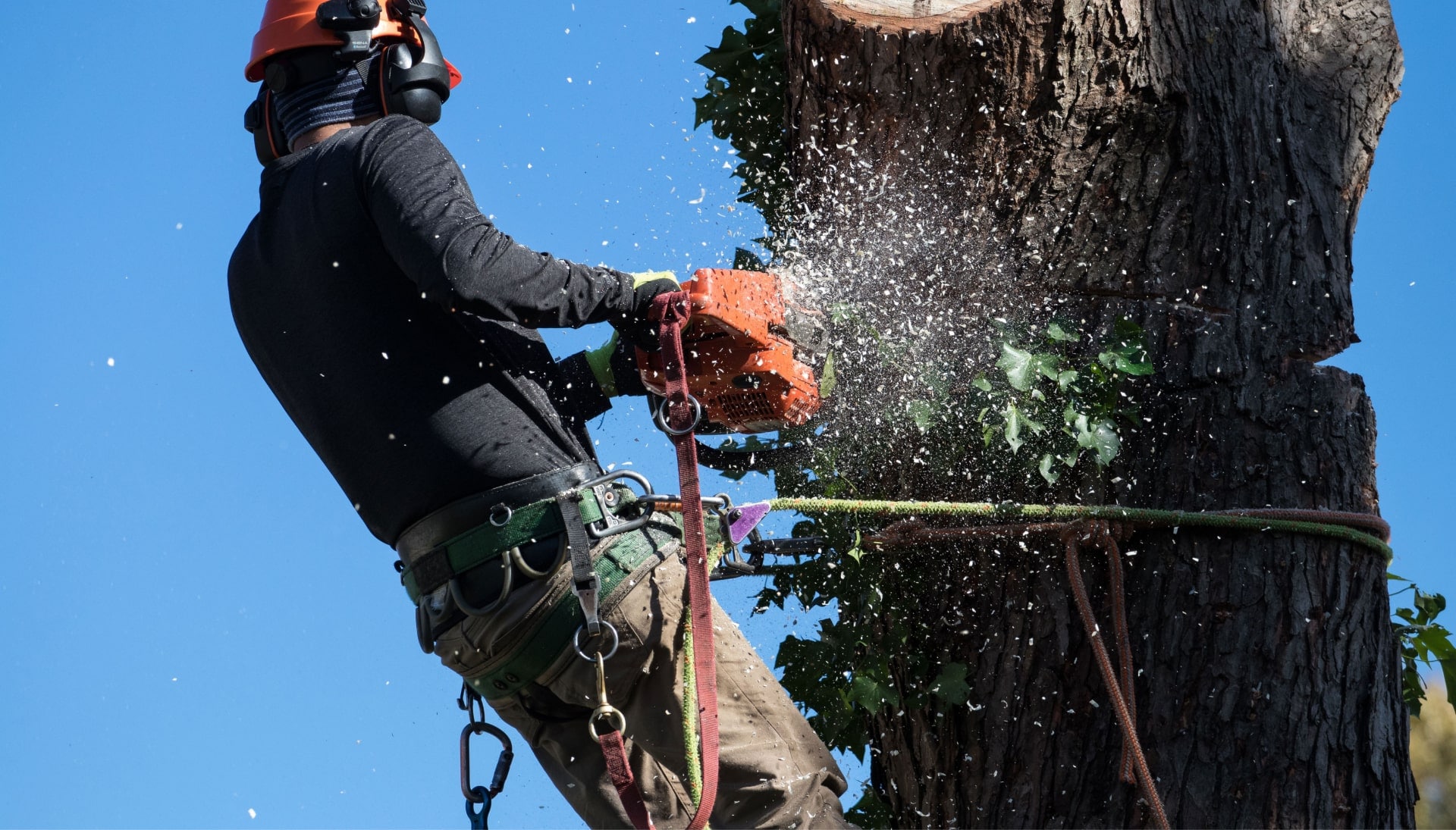 A professional tree removal expert removes a tree trunk from a Bloomington, MN yard.